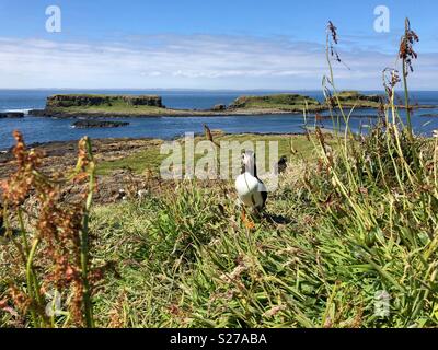 Atlantic puffin inquisitively permanente sulle rive di Lunga isola nelle Ebridi Interne, Scozia Foto Stock