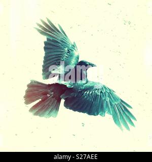 Raven verde airborne sopra sabbie del deserto di seguito Foto Stock