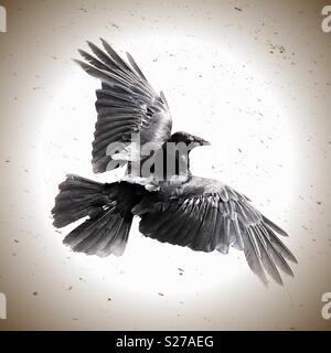 Black raven airborne con ampia diffusione ali Foto Stock