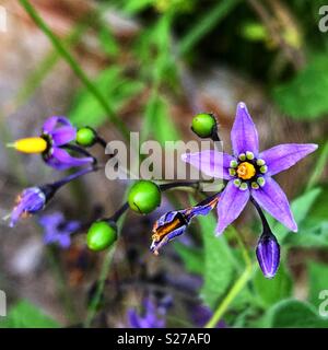 Primo piano di woody nightshade piante e fiori ancora bacche verdi Foto Stock