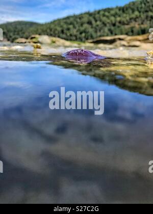 Un viola seastar, pisaster ochraceus, è parzialmente esposta al di sopra della superficie dell'acqua lungo il litorale in British Columbia. Foto Stock