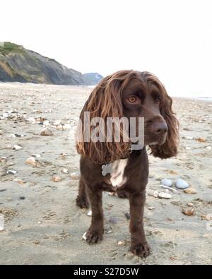 Cane marrone sulla spiaggia Foto Stock