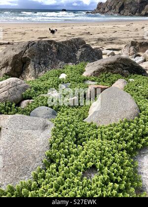 Spiaggia Mangersta isola di Lewis in giugno Foto Stock