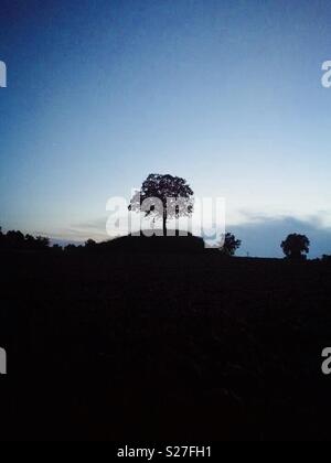 Lone Tree sulla sommità di una piccola collina con un cielo blu chiaro Foto Stock