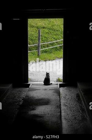 Tabby cat seduto alla porta di un fienile in una giornata di sole Foto Stock