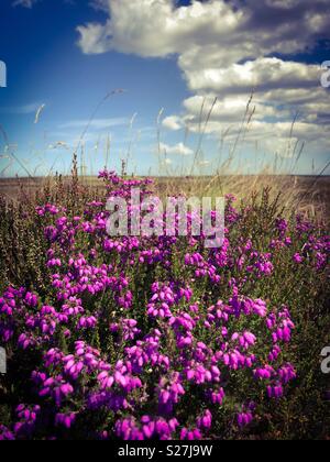 Erica viola in fiore nel luglio del sole su un moro in North Yorkshire, Regno Unito Foto Stock