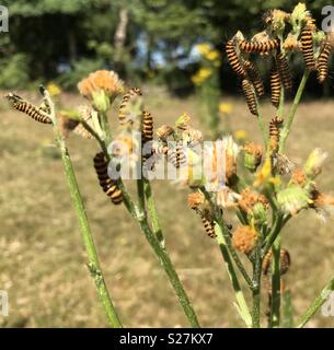 Il cinabro Moth bruchi divorano erba tossica Foto Stock