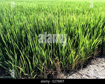 Campo di riso in La Albufera di Valencia Foto Stock