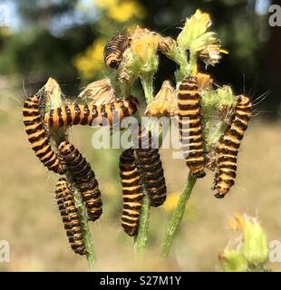 Il cinabro Moth bruchi divorano erba tossica Foto Stock