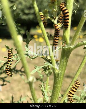 Il cinabro Moth bruchi divorano erba tossica Foto Stock