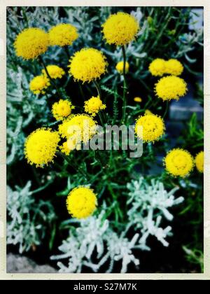 Giallo testa tonda fiori con foglie d'argento, santolina chamaecyparissus, Luglio in Ullapool Foto Stock