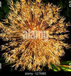 Alium seme head Foto Stock