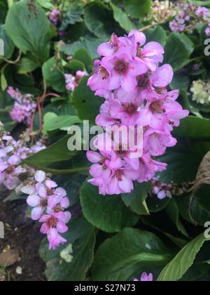 Rosa fiori Bergenia sulla pianta verde nel letto di fiori nel giardino Foto Stock