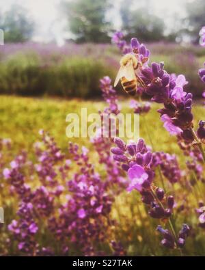 Il miele delle api su lavanda a Fattoria di Lavanda Foto Stock