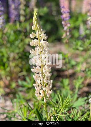 Fiori di lupino in Wisconsin settentrionale Foto Stock