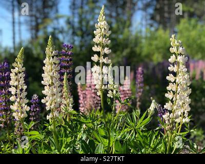 Fiori di lupino in Wisconsin settentrionale Foto Stock