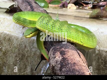 Il bambù Rattlesnakes / Trimeresurus Stejnegeri rilassante su un ramo in un ruscello fresco di Hong Kong Foto Stock