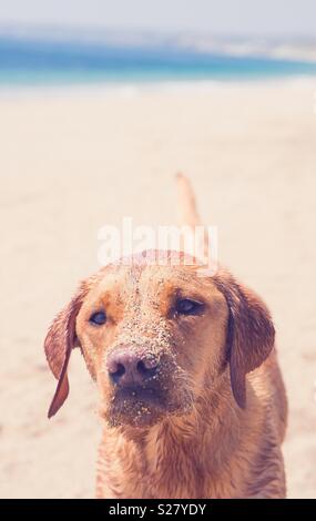 Un Labrador retriever coperto di sabbia su una spiaggia soleggiata con copia spazio sopra Foto Stock