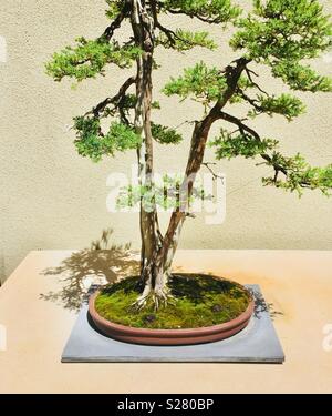 Piccolo albero di bonsai Foto Stock