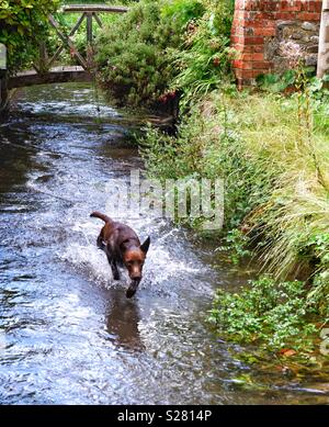 Un giovane labrador divertendosi in esecuzione in un ruscello poco profondo Foto Stock