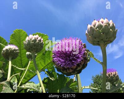 Cynara scolymus (carciofi) di altezza crescente in Falmouth, Inghilterra Foto Stock