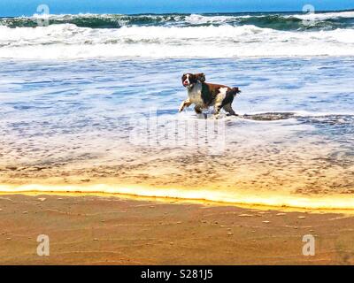 Giddy English Springer Spaniel jumping e spruzzi attraverso lo shore break su una California del Nord spiaggia in luglio Foto Stock