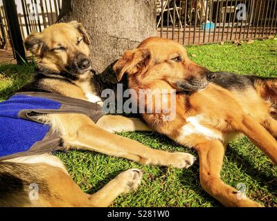 Due cani sdraiati sull'erba Foto Stock