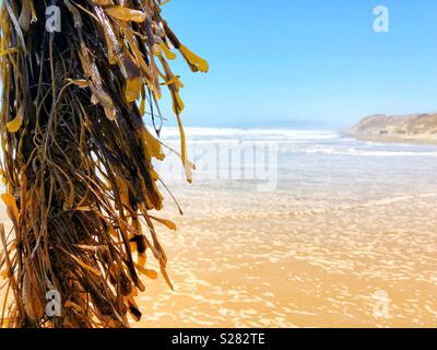 Fresco umido alghe vibranti appesi in estate il sole su una spiaggia della California Foto Stock