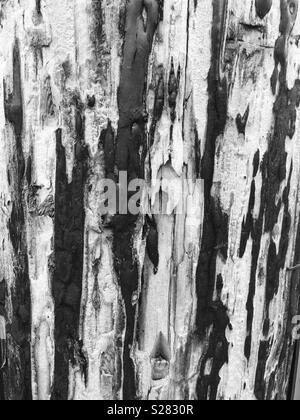 Texture e modelli di catrame sulla superficie di legno Foto Stock