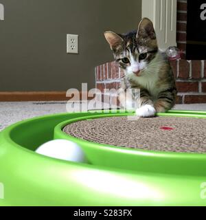 Tre mesi di età kitten giocando Foto Stock