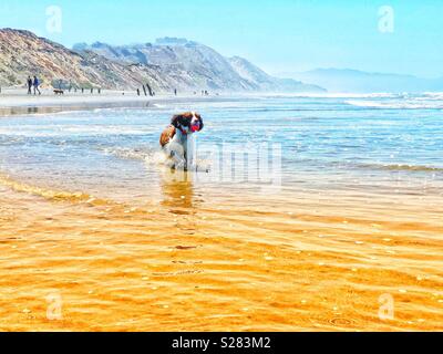 English Springer Spaniel cucciolo di cane frolics attraverso le onde su una soleggiata estate spiaggia sotto azzurro cielo blu Foto Stock