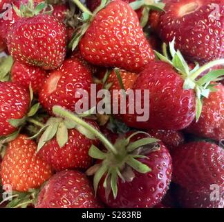 Fragole appena raccolte da un giardino in Staffordshire Foto Stock