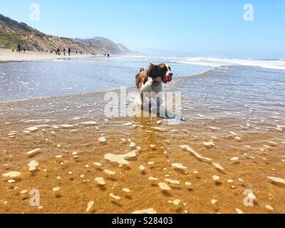 English Springer Spaniel cucciolo di cane al galoppo attraverso lo shore break trionfalmente con la sua sfera su una spiaggia di sabbia dorata in California sotto cieli soleggiati Foto Stock