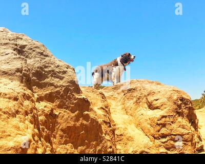 Bella English Springer Spaniel cucciolo di cane ragazza topografico dominio la sua alta sulla cima di una sabbia costiera della California cliff in estate sotto un cielo azzurro intenso Foto Stock