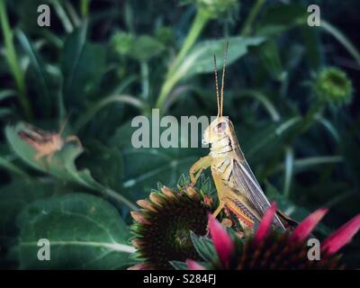 Red-gambe di appoggio di cavallette su un fiore in un giardino con seconda grasshopper in background Foto Stock