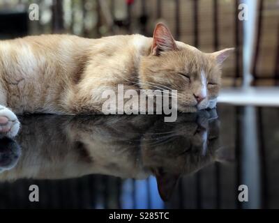 Lo zenzero cat appoggiato la testa sulle zampe anteriori addormentato con la riflessione sulla tabella Foto Stock