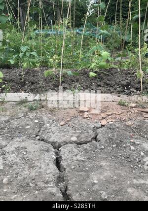 Un Staffordshire patch vegetale è davvero la sofferenza nel caldo torrido in corso lo sviluppo di profonde spaccature nel suolo. Foto Stock