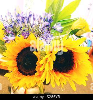 Coppia di girasoli in un vaso Foto Stock