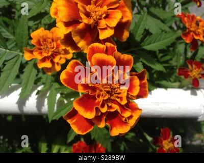 Tagetes patula Foto Stock