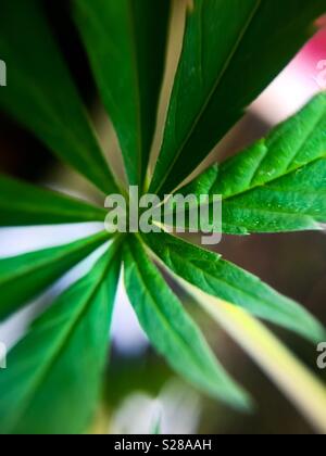 Un primo piano maturo della foglia di Marijuana. Foglia di pianta. Macro. Da vicino. Verde. La cosa vera. Coltivato fresco. Natura. Miracolo erbaccia. Legalizzazione. Depenalizzazione. Legalizzare. Depenalizzare. Sativa. Pentola Foto Stock