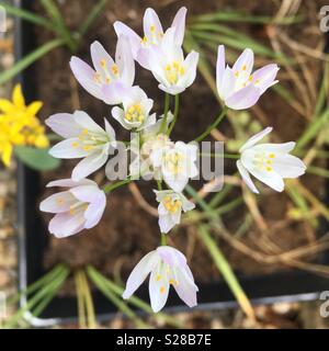 Un rosa pallido allium moly dal di sopra Foto Stock