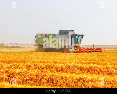 Claas mietitrebbia Bawdsey Suffolk in Inghilterra Foto Stock