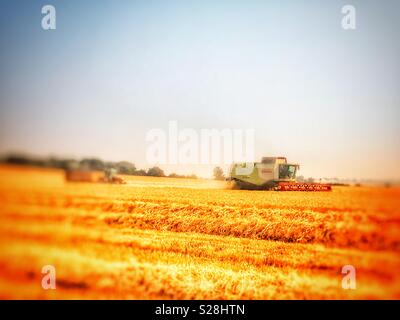 Lessico Claas mietitrebbia il taglio del frumento, Bawdsey, Suffolk, Inghilterra. Foto Stock