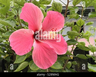 Red hibiscus flower - Malaysia fiore nazionale, localmente noto come Bunga Raya. Foto Stock