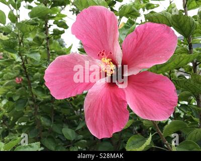 Red hibiscus flower - Malaysia fiore nazionale, localmente noto come Bunga Raya. Foto Stock