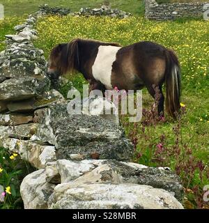 Pony Shetland pascolare in un campo murato nelle isole Shetland Foto Stock
