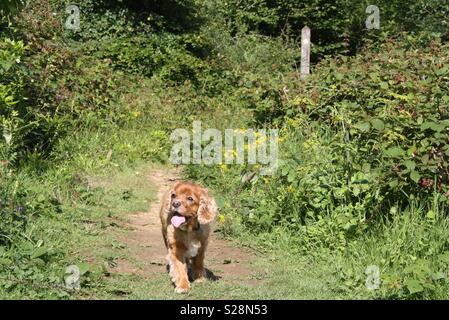 Piccolo Cane King Charles camminando verso la telecamera nel bosco Foto Stock