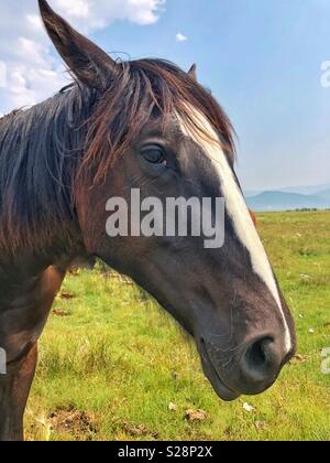 Da molto vicino la foto di un cavallo al pascolo. Foto Stock