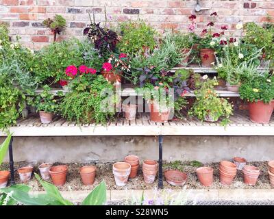 L'interno di una serra o il Potting Shed con vasi di piante su scaffalature di legno e le righe di argilla vasi per piante Foto Stock