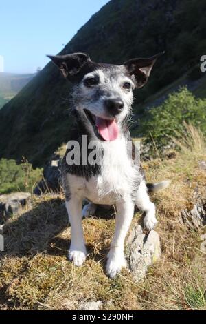 Carino Jack Russell / Patterdale croce dog gode del sole in Clwyd montagne, Galles Foto Stock